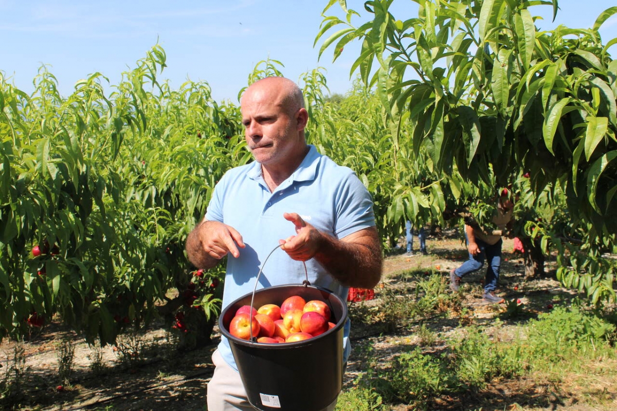 La Unió alerta del precio de la fruta: 